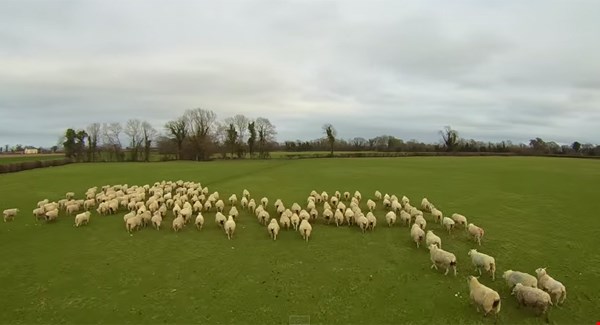 Farmer uses Drone to herd his Sheep ( Video )