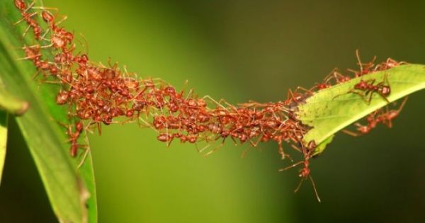 Do tiny Ants hold the Secret to the Fuel of the Future?