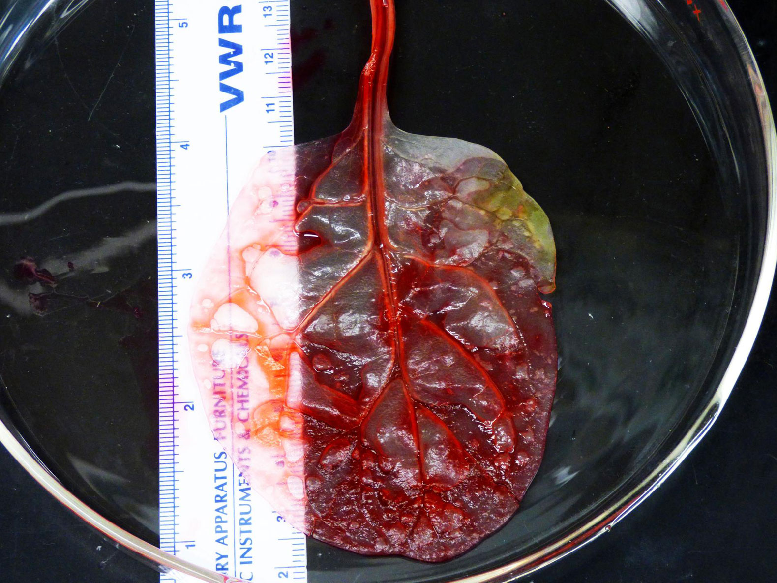 Scientists turn Spinach into Human Heart Tissue