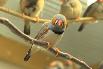 Scientists look to songbirds to solve Human Speech disorder