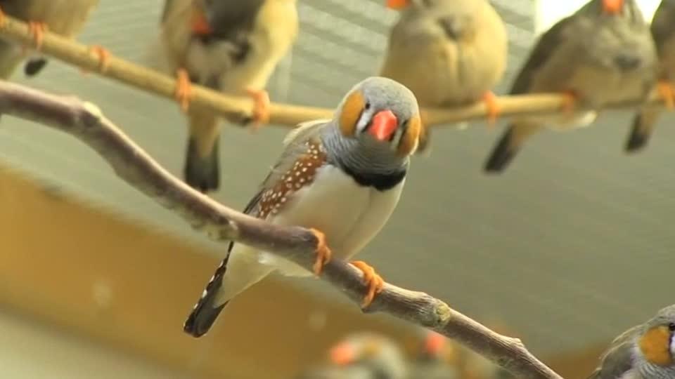 Scientists look to songbirds to solve Human Speech disorder