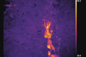 Drones revolutionize Orangutan conservation fight