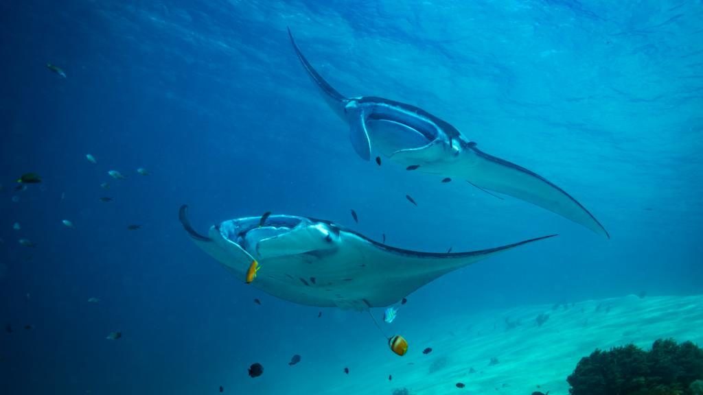 Underwater Ultrasound scans Manta Rays without contact