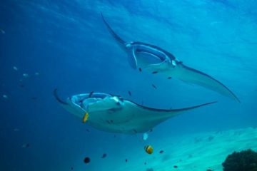 Underwater Ultrasound scans Manta Rays without contact