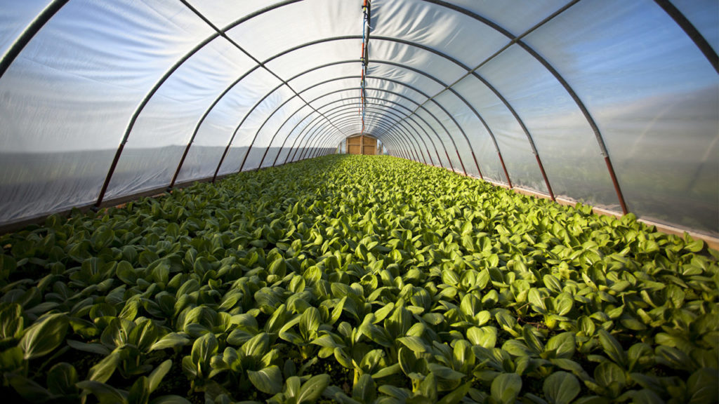 The next Global Agricultural Revolution
